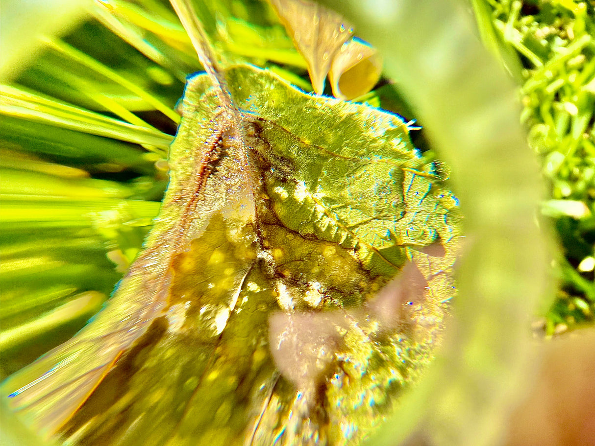 Polycarbonate Titan Zoom - Sapphire Pocket Magnifier by MaratacĀ® š„ New š„