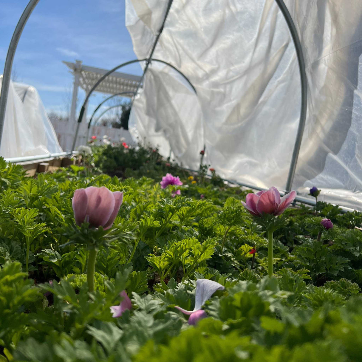 DIY Portable Low Tunnel Kit