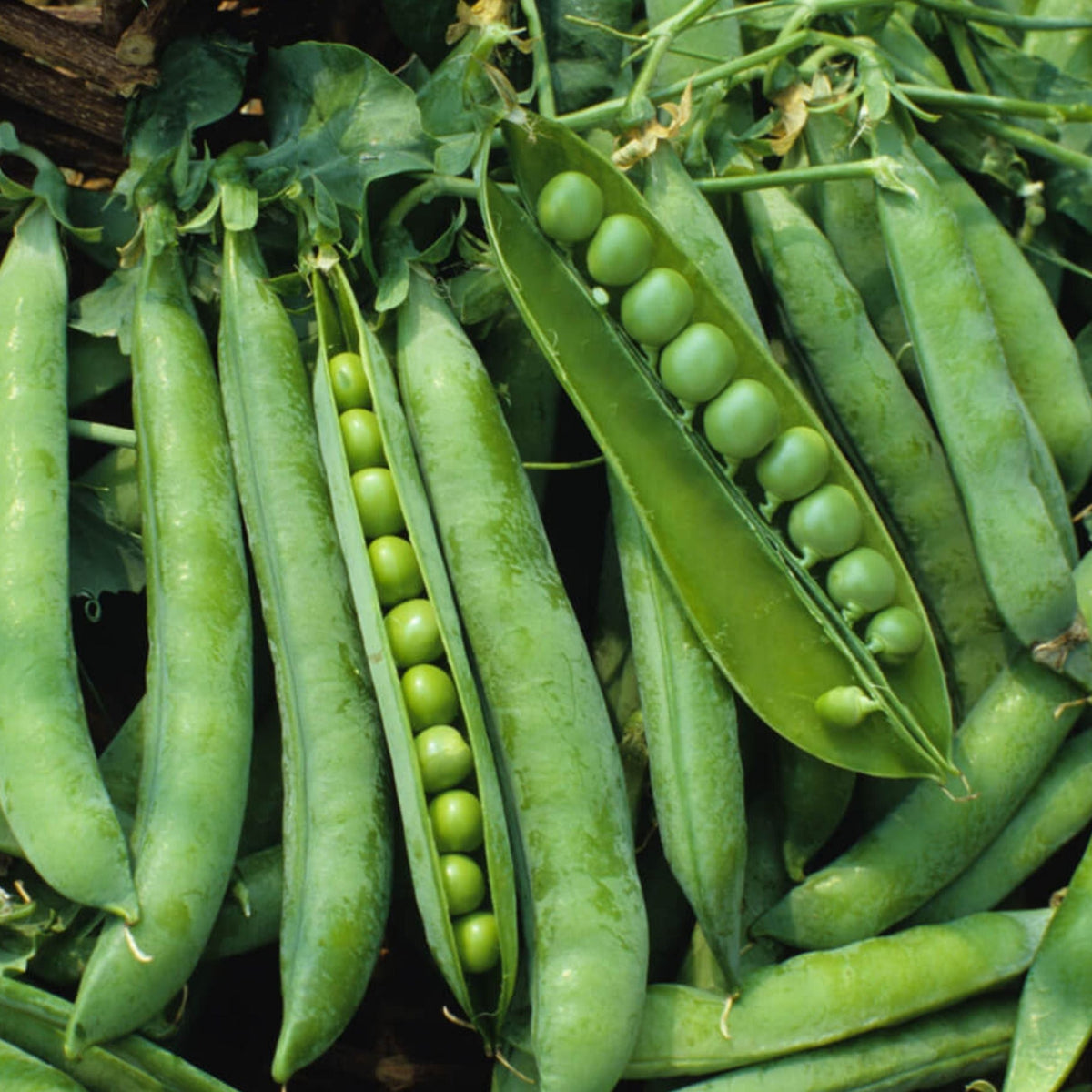 green-arrow-pea-homestead