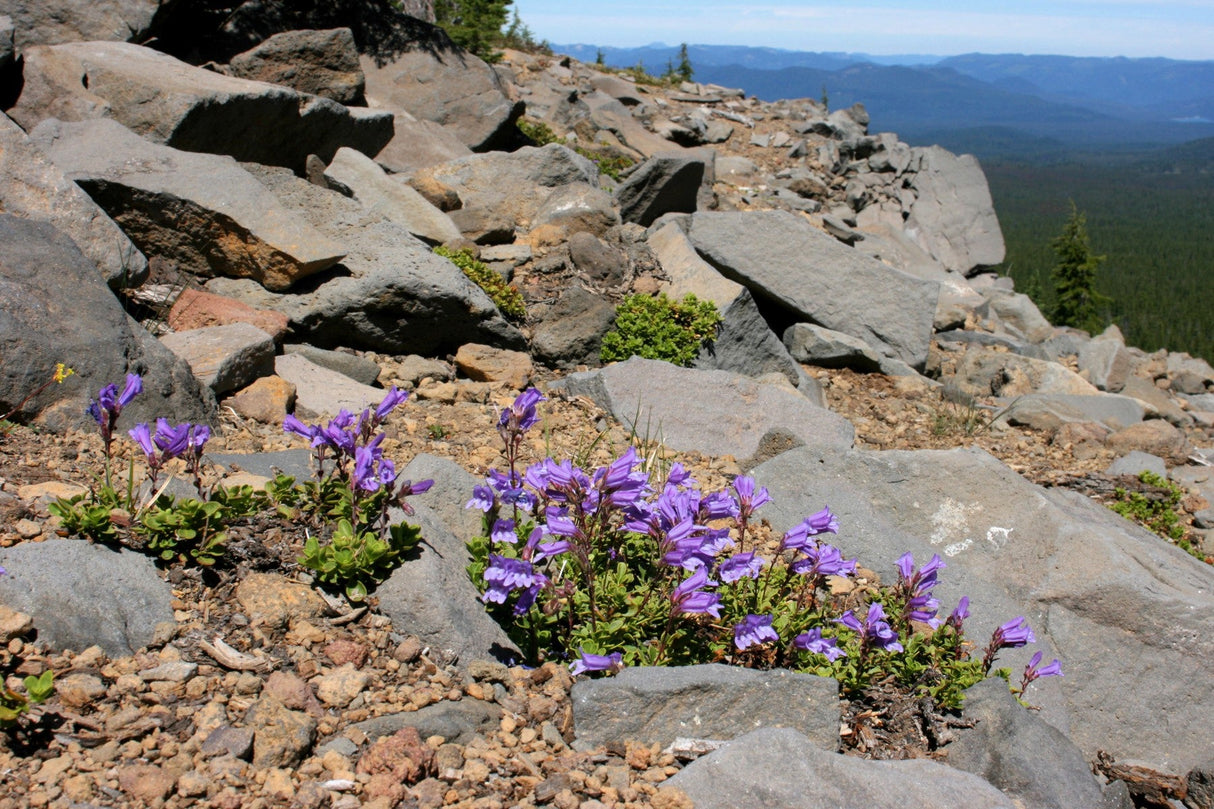 50 ALPINE PENSTEMON Davidsonii Davidson's Beardtongue Purple Flower Seeds