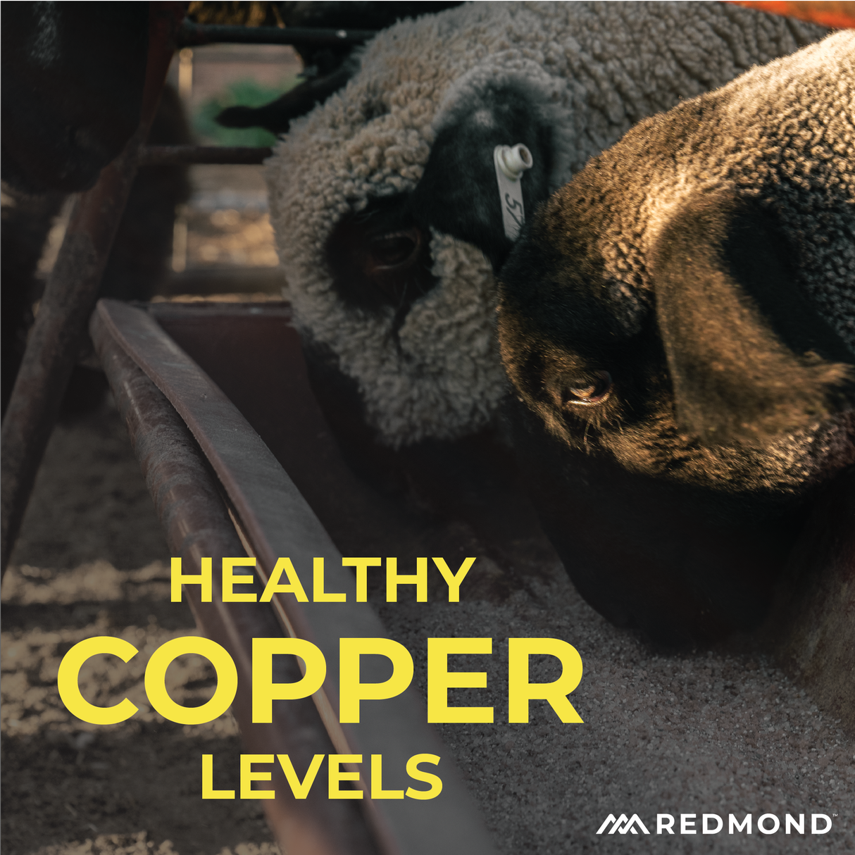 Sheep Mineral