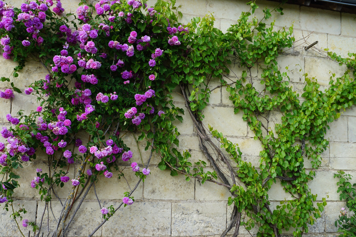 5 PURPLE CLIMBING ROSE Rosa Bush Vine Climber Fragrant Butterfly Flower Seeds