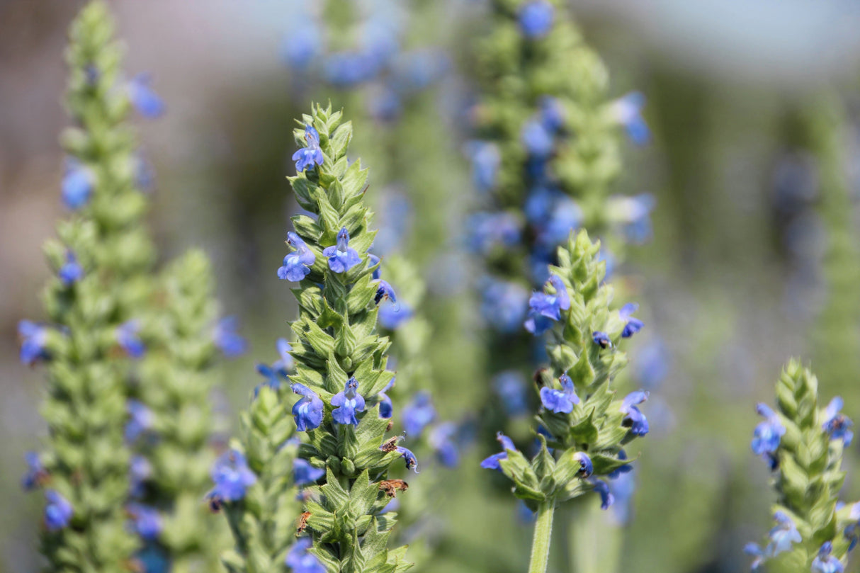 1000 CHIA SAGE / SALVIA Salvia Hispanica Flower Seeds