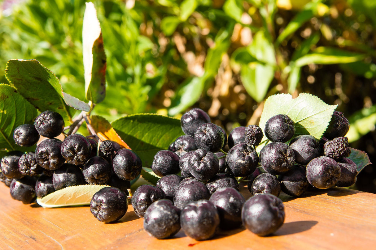30 PURPLE CHOKEBERRY Aronia Prunifolia White Flower Fruit Shrub Seeds