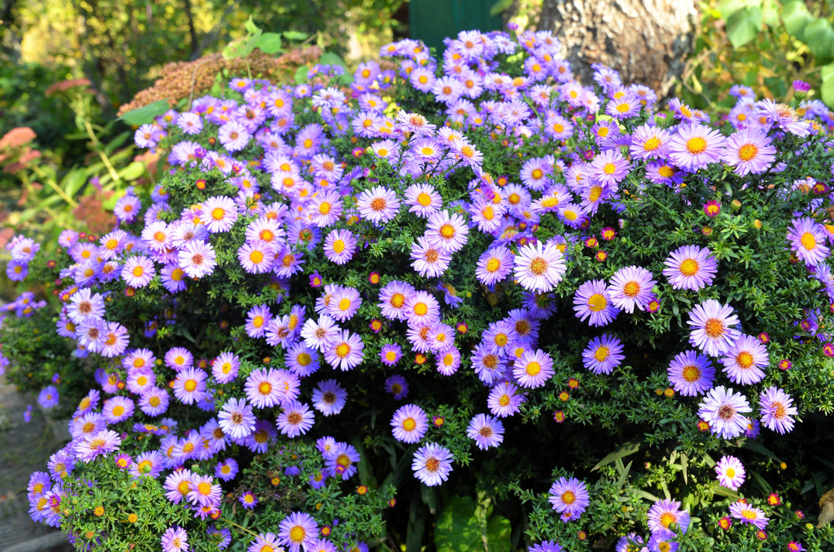 100 PURPLE Smooth Violet PRAIRIE ASTER Aster Tanacetifolia Tahoka Daisy Flower Seeds