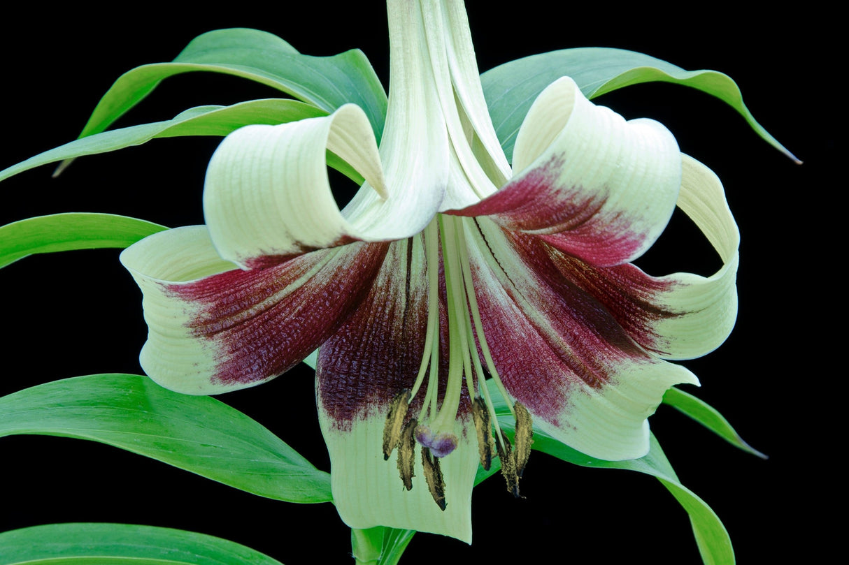 5 NEPAL LILY Green & Maroon Lilium Nepalense Fragrant Flower Seeds