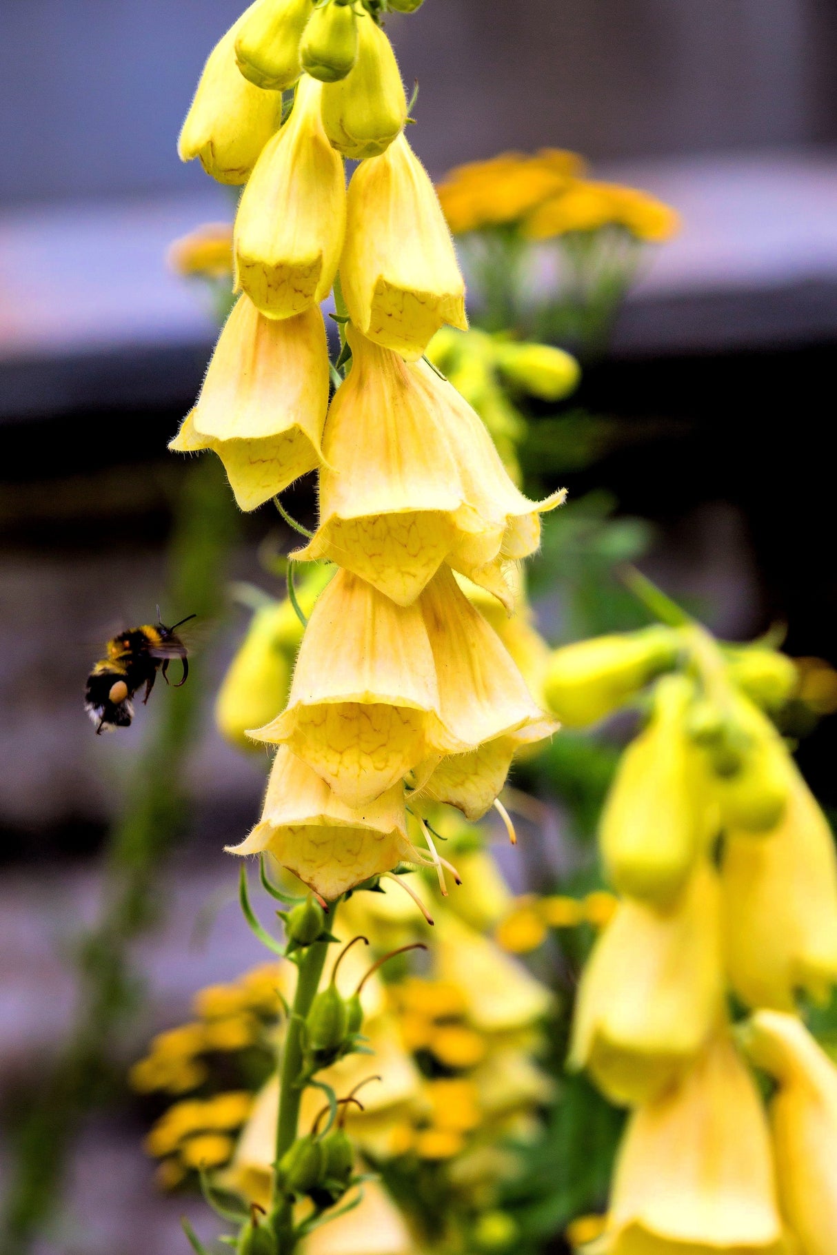 1000 Seeds MIXED FOXGLOVE Digitalis Purpurea Flower Seeds
