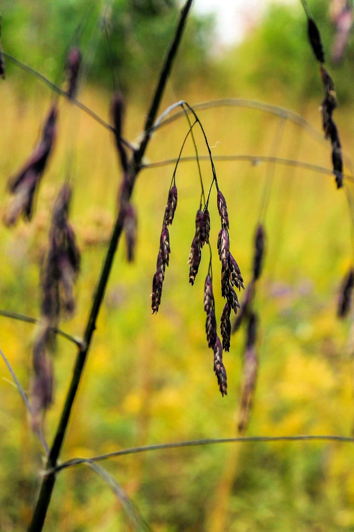 100 PURPLETOP GRASS Purple Tall Red Top Ornamental Triodia Flava Seeds