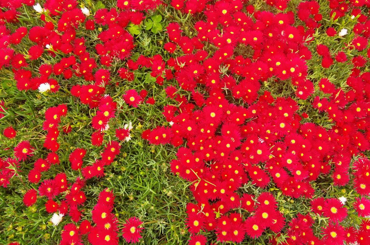 100 Gelato Bright RED ICE PLANT Mesembryanthemum Daisy Livingstone Flower Seeds