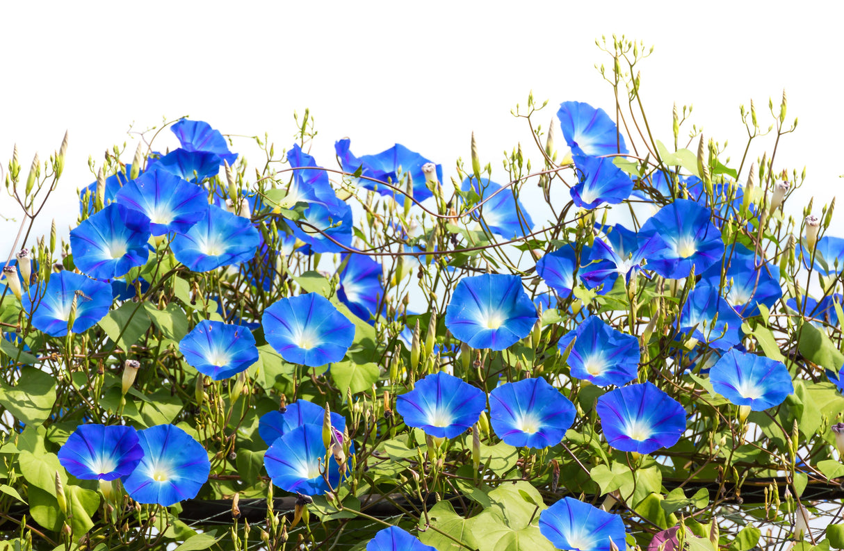 50 Heavenly BLUE MORNING GLORY Ipomoea Tricolor Vine Flower Seeds