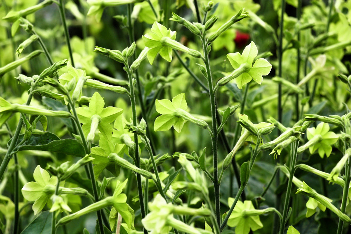 100 LIME GREEN NICOTIANA Alata Flowering Tobacco Seeds
