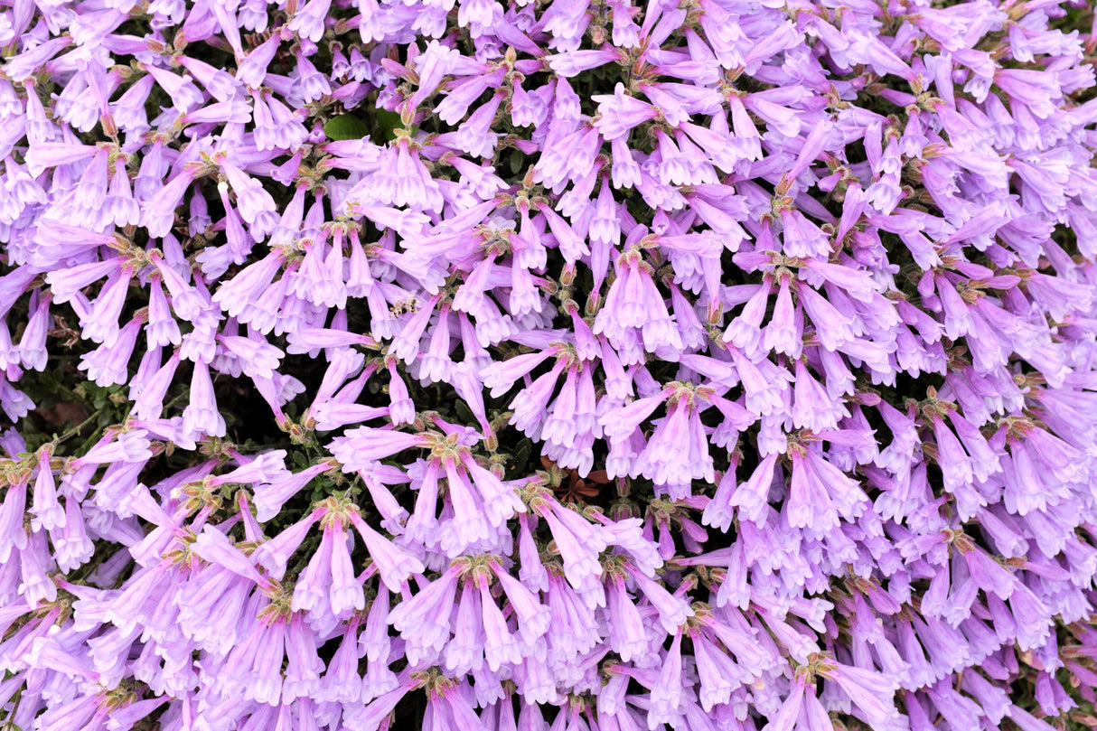 50 ALPINE PENSTEMON Davidsonii Davidson's Beardtongue Purple Flower Seeds