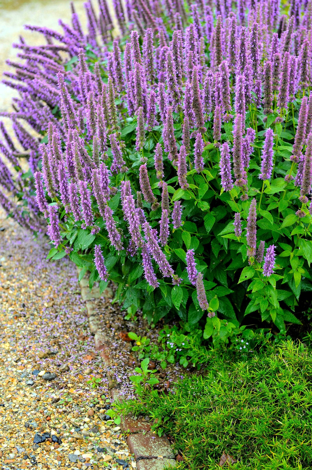 100 ORGANIC Superior LICORICE MINT Agastache Rugosa Korean Tea Herb Purple Flower Seeds