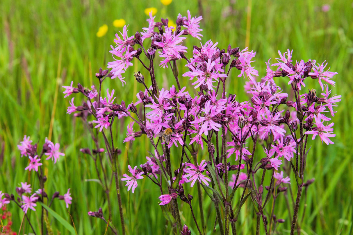 100 RAGGED ROBIN Pink Purplish Lychnis Flos Cuculi Flower Seeds