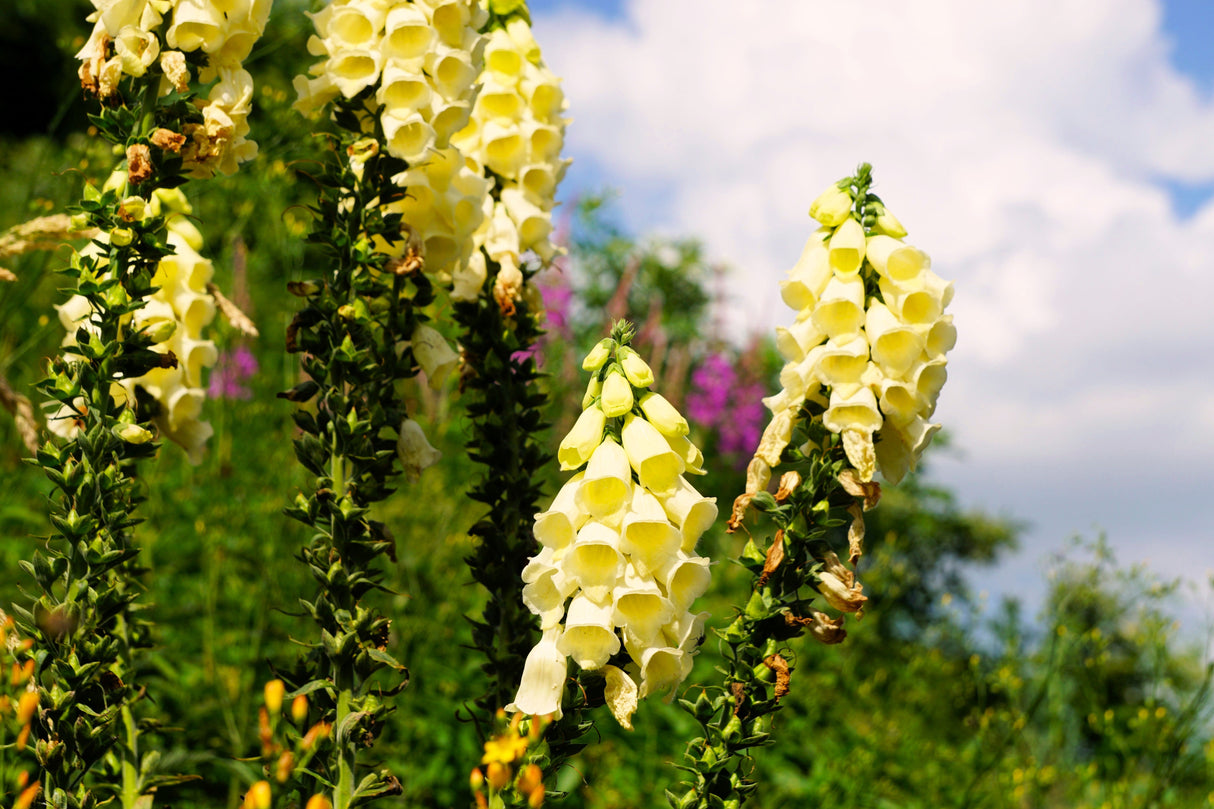 100 YELLOW FOXGLOVE Digitalis Grandiflora Sun or Shade Pollinator aka Large Foxglove or Big-Flowered Foxglove - Flower Seeds