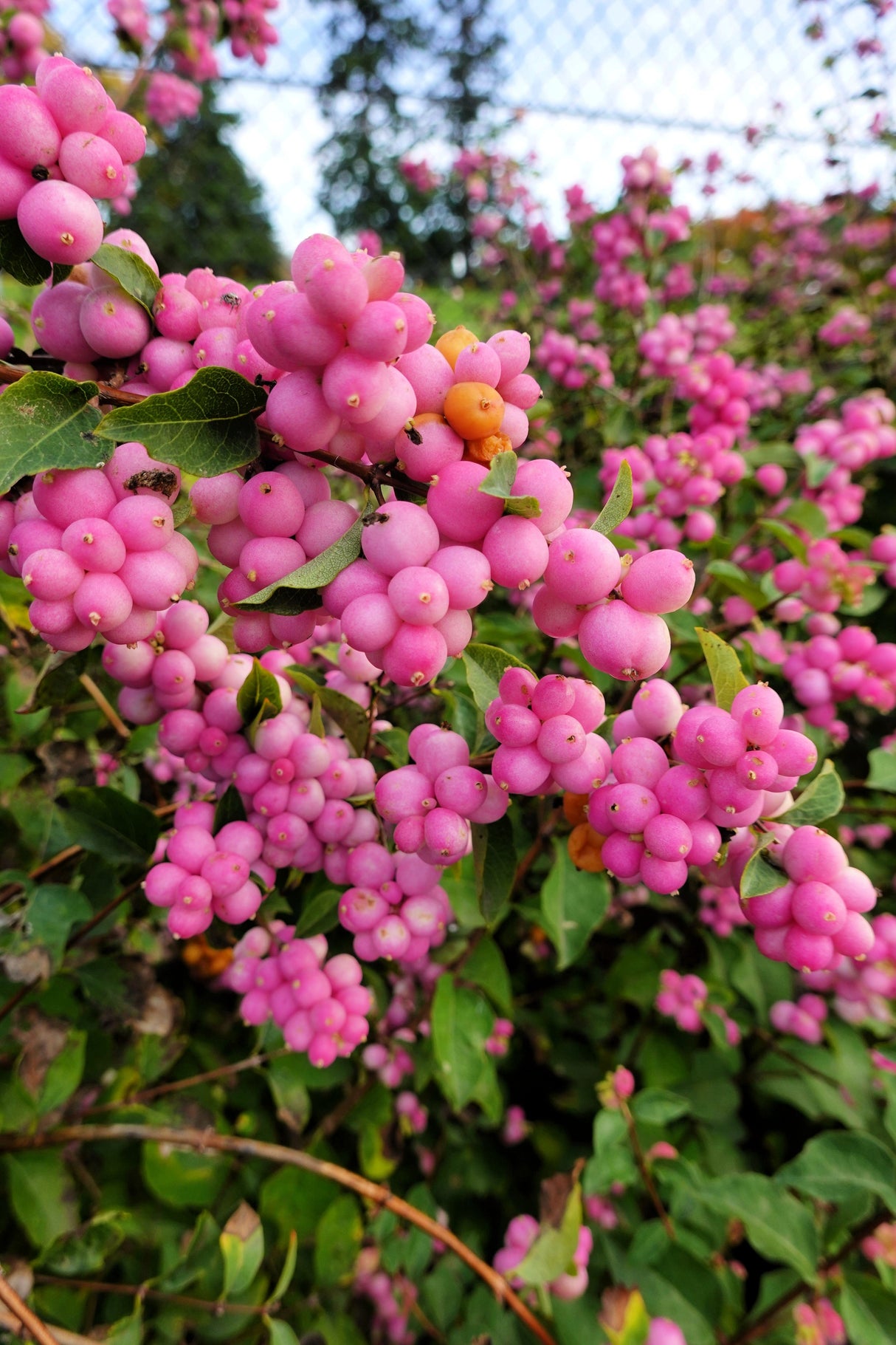 25 CORALBERRY Shrub Flower Pink Indian Currant Symphoricarpos Orbiculatus Seeds
