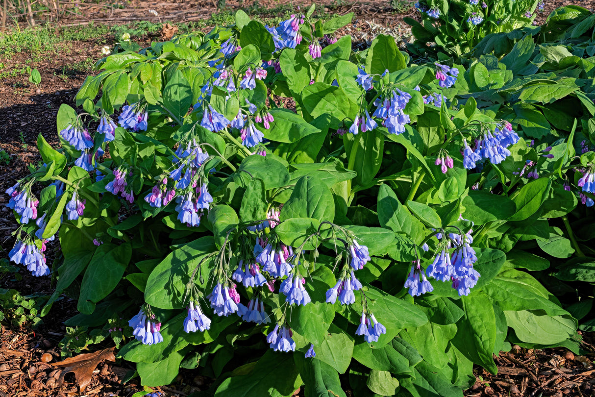 25 VIRGINIA BLUEBELLS True Blue & Pink Mertensia Virginica Flower Seeds