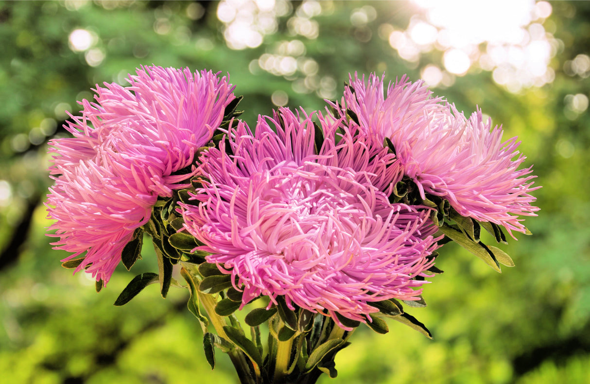 30 ROSE Pink NEEDLE ASTER Callistephus Chinensis Unicom Flower Seeds