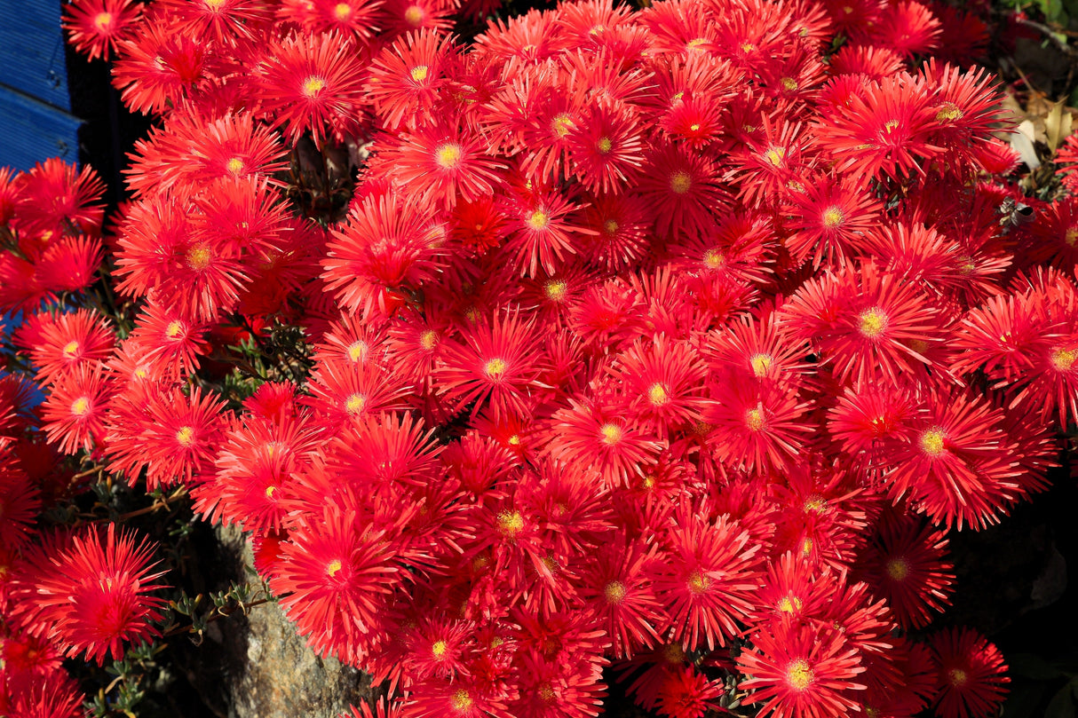 100 Gelato Bright RED ICE PLANT Mesembryanthemum Daisy Livingstone Flower Seeds