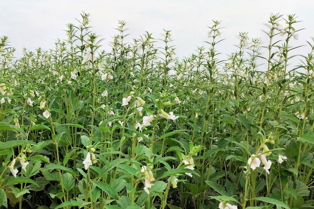 1500 BLACK SESAME Sesamum Indicum Vegetable Flower Seeds