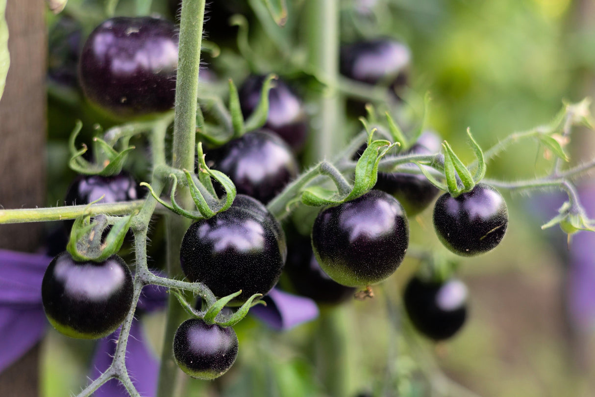 50 PURPLE CHERRY TOMATO Lycopersicon Indeterminate Fruit Vegetable Seeds