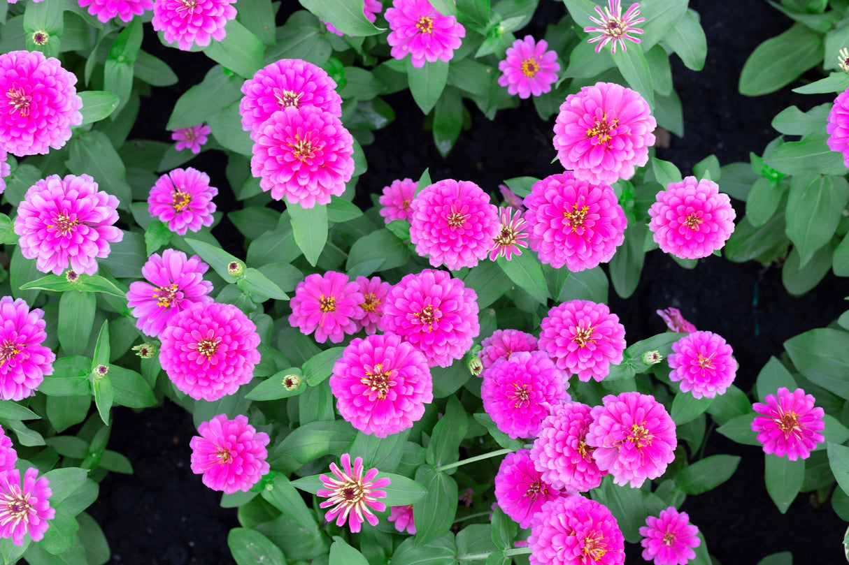 250 VIOLET QUEEN ZINNIA Elegans Purple Double Dahlia Heirloom Flower Seeds