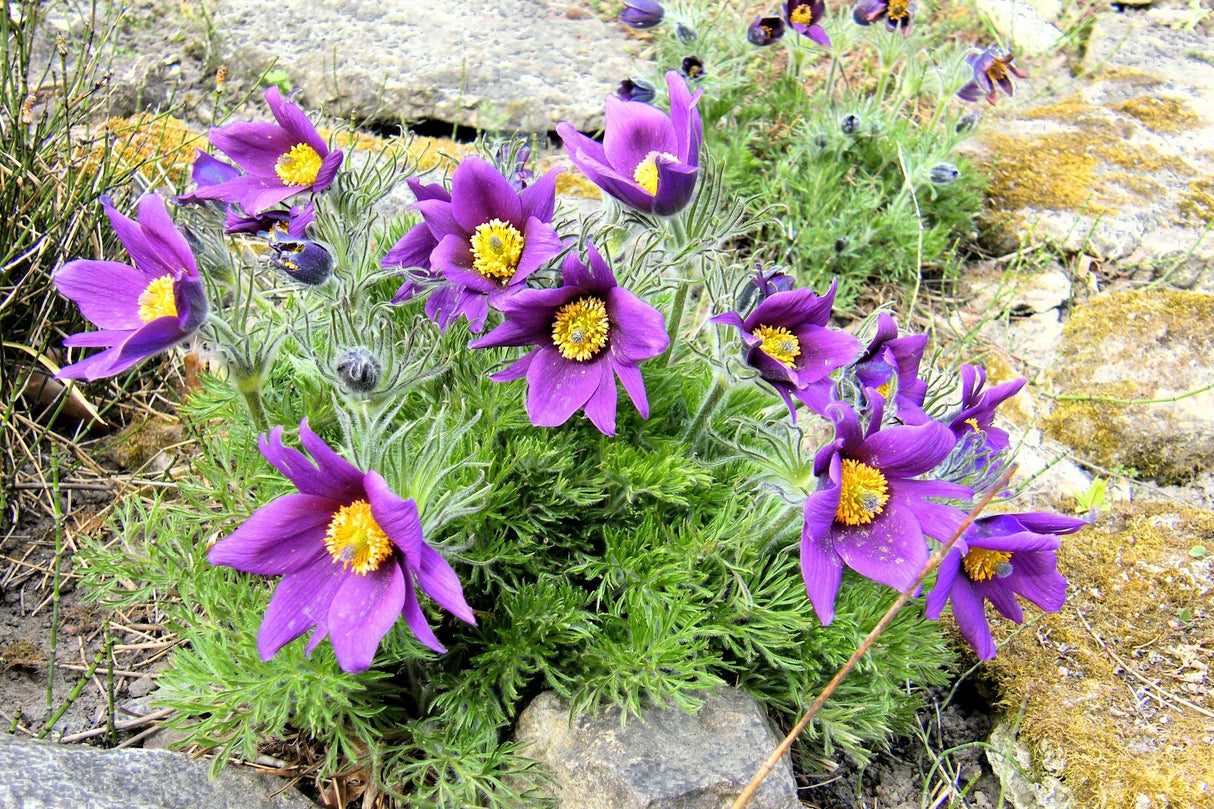 25 VIOLET ANEMONE Pulsatilla Vulgaris Purple PASQUE Flower Seeds