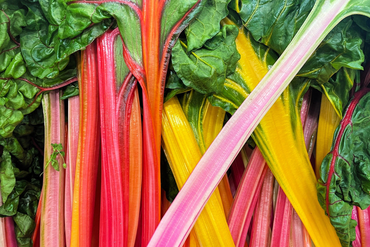 150 Mixed Colors NORTHERN LIGHTS SWISS CHARD (Perpetual Spinach) Beta Vulgaris Cicla Vegetable Seeds