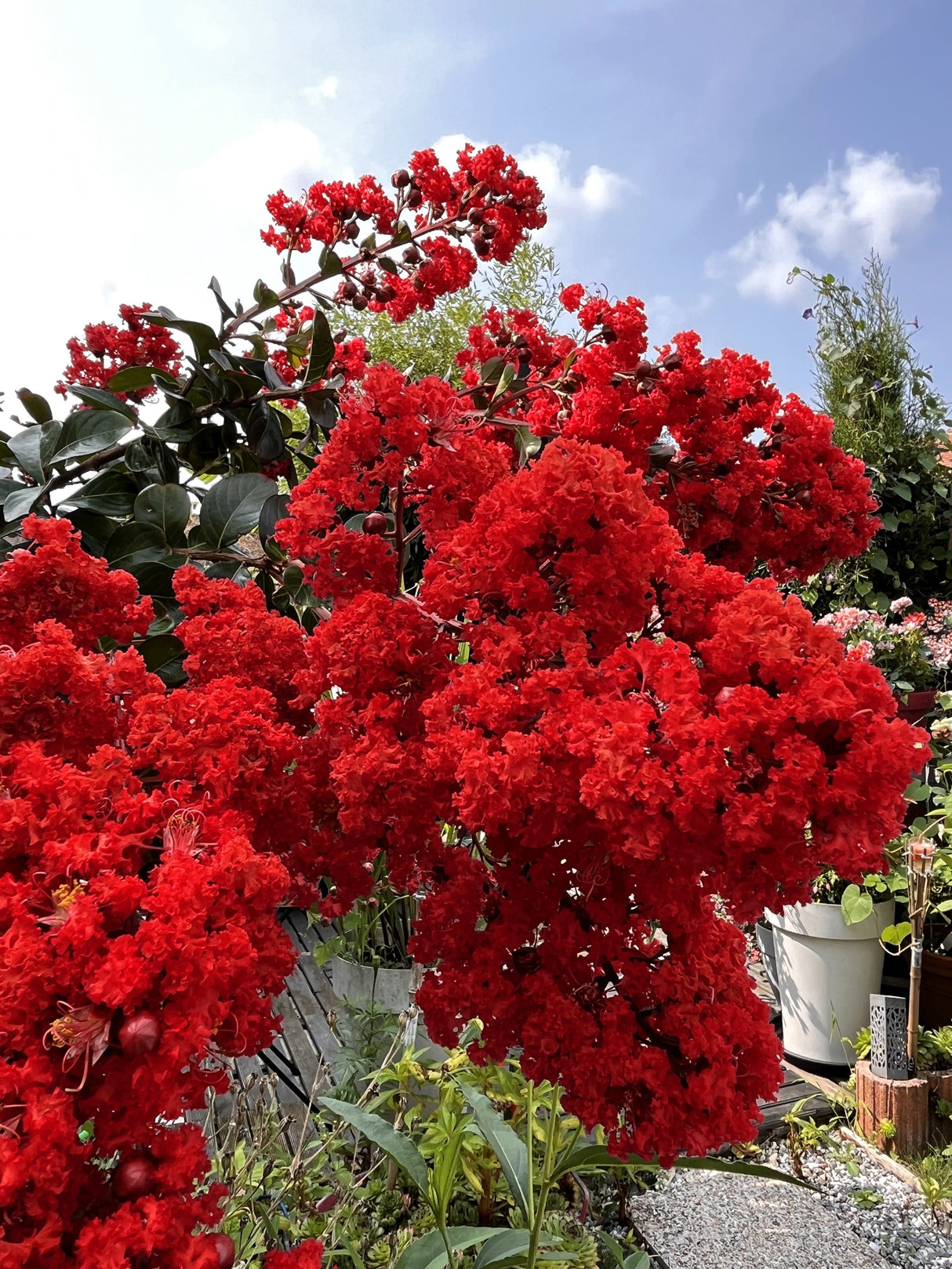 50 MIXED CREPE MYRTLE Lagerstroemia Indica Tree Shrub Crape 6 Color Mix - Red, Purple, Light Pink, Dark Pink, White, & Lilac Flower Seeds