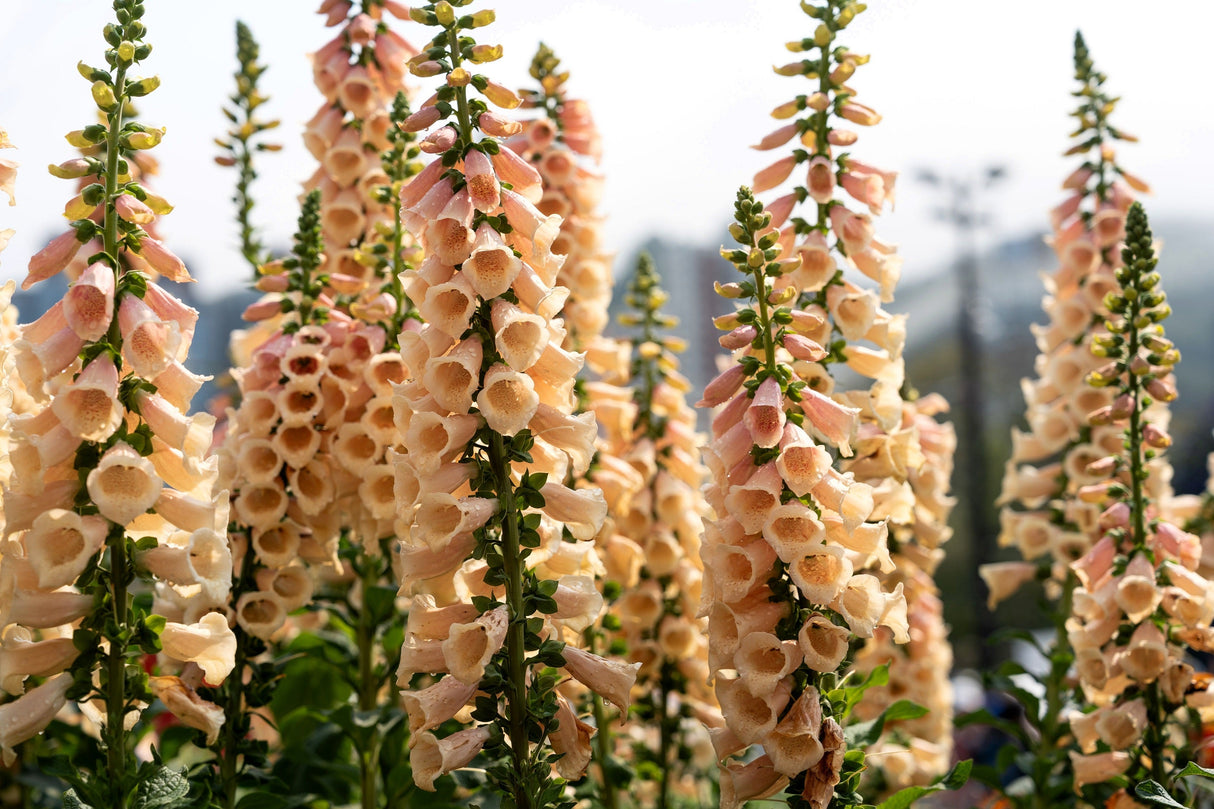 1000 FOXGLOVE EXCELSIOR MIX Digitalis Purpurea Mixed Colors Flower Seeds