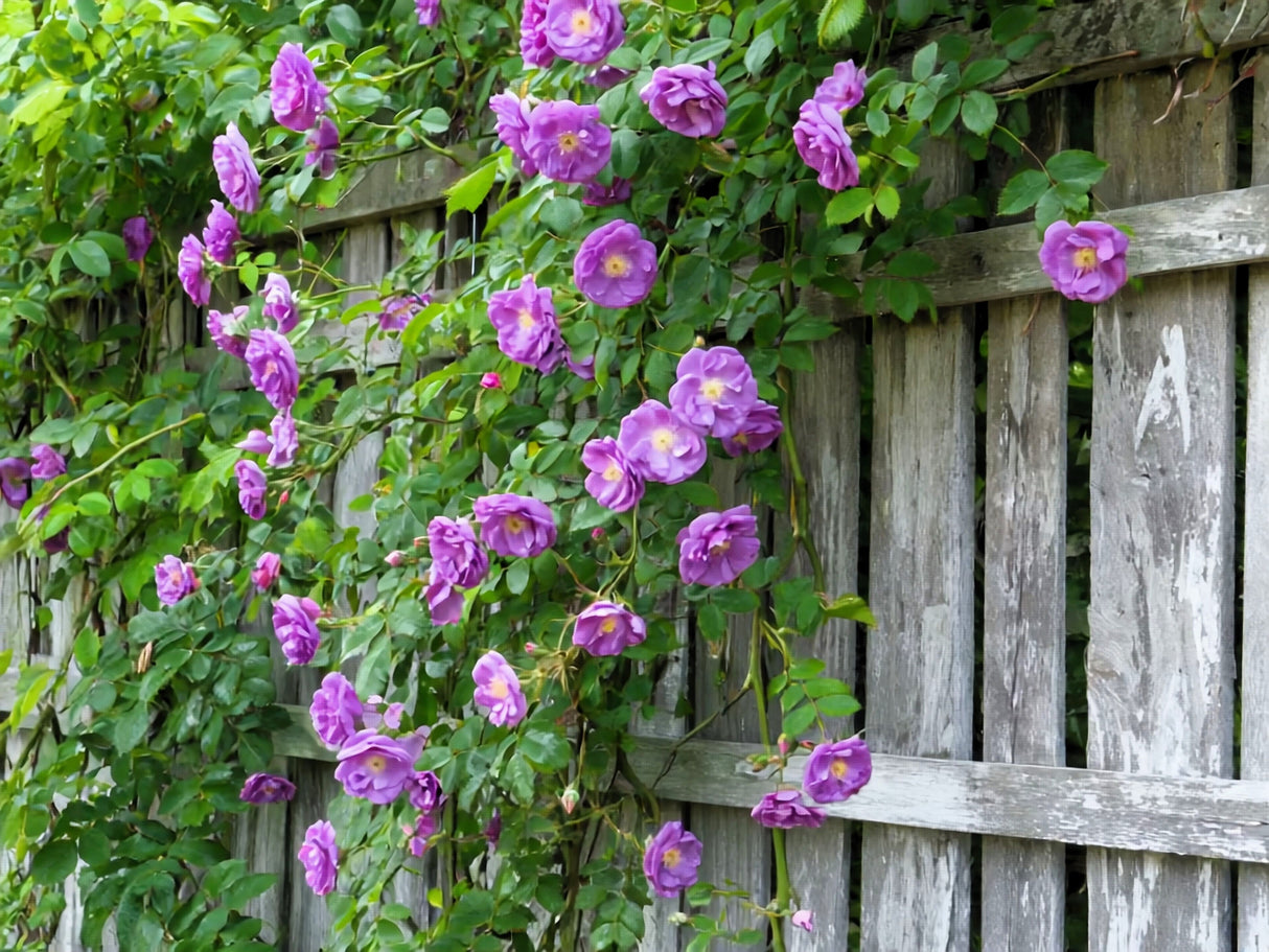5 PURPLE CLIMBING ROSE Rosa Bush Vine Climber Fragrant Butterfly Flower Seeds