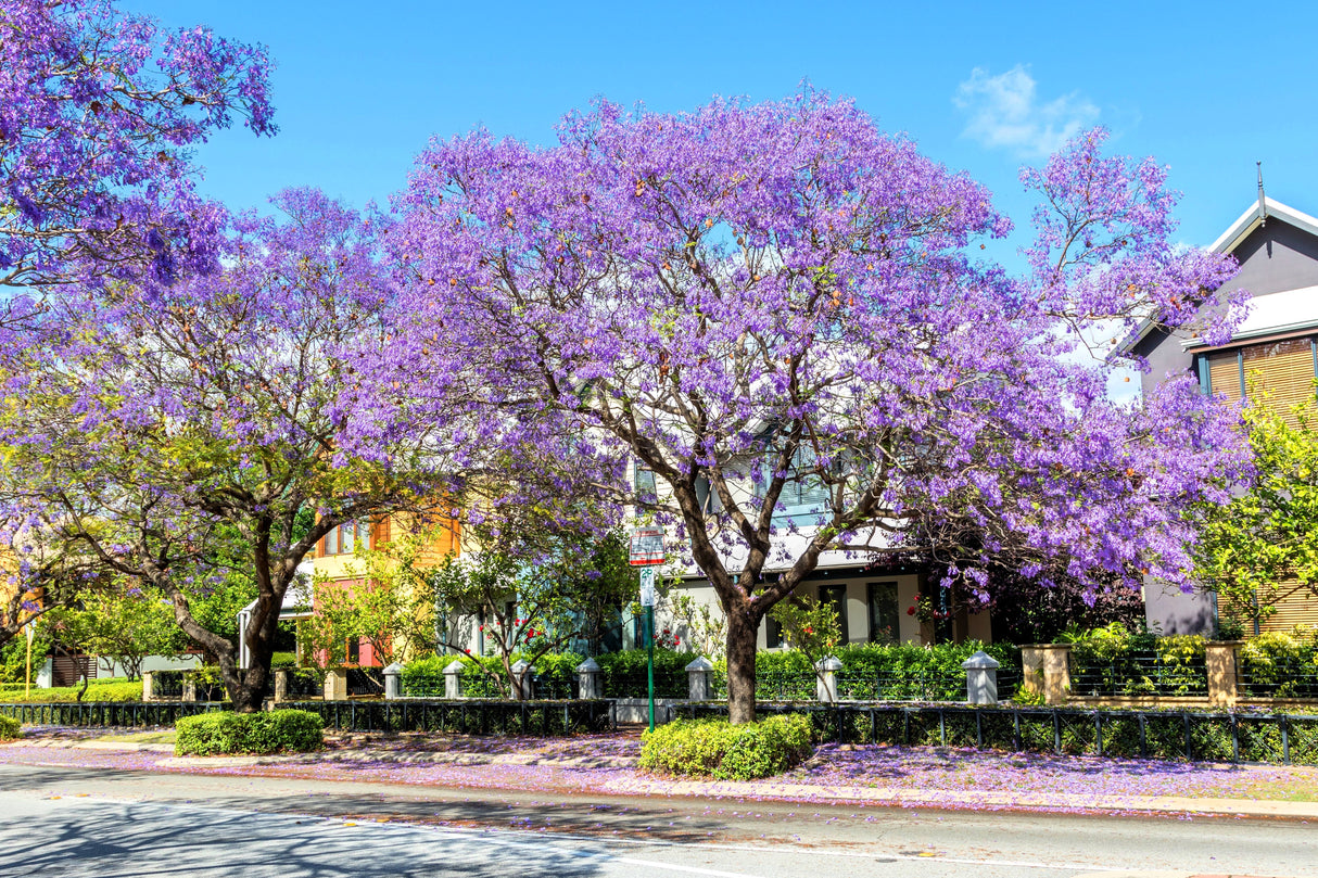 25 BLUE JACARANDA TREE ( Fern Tree / Brazilian Rose Wood / Green Ebony ) Jacaranda Mimosifolia Seeds