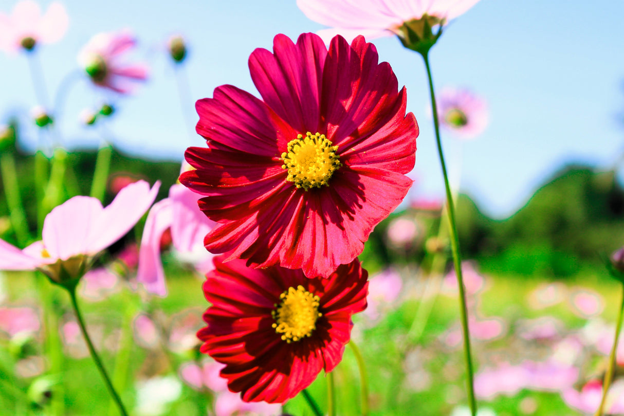 350 COSMOS SENSATION MIX Mixed Colors Cosmos Bipinnatus Flower Seeds