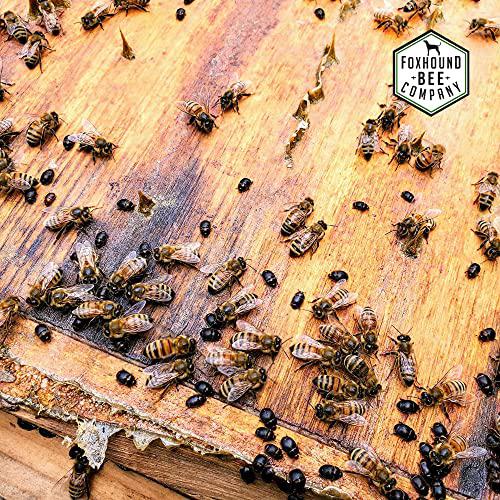 Small Hive Beetle Baitable Trap