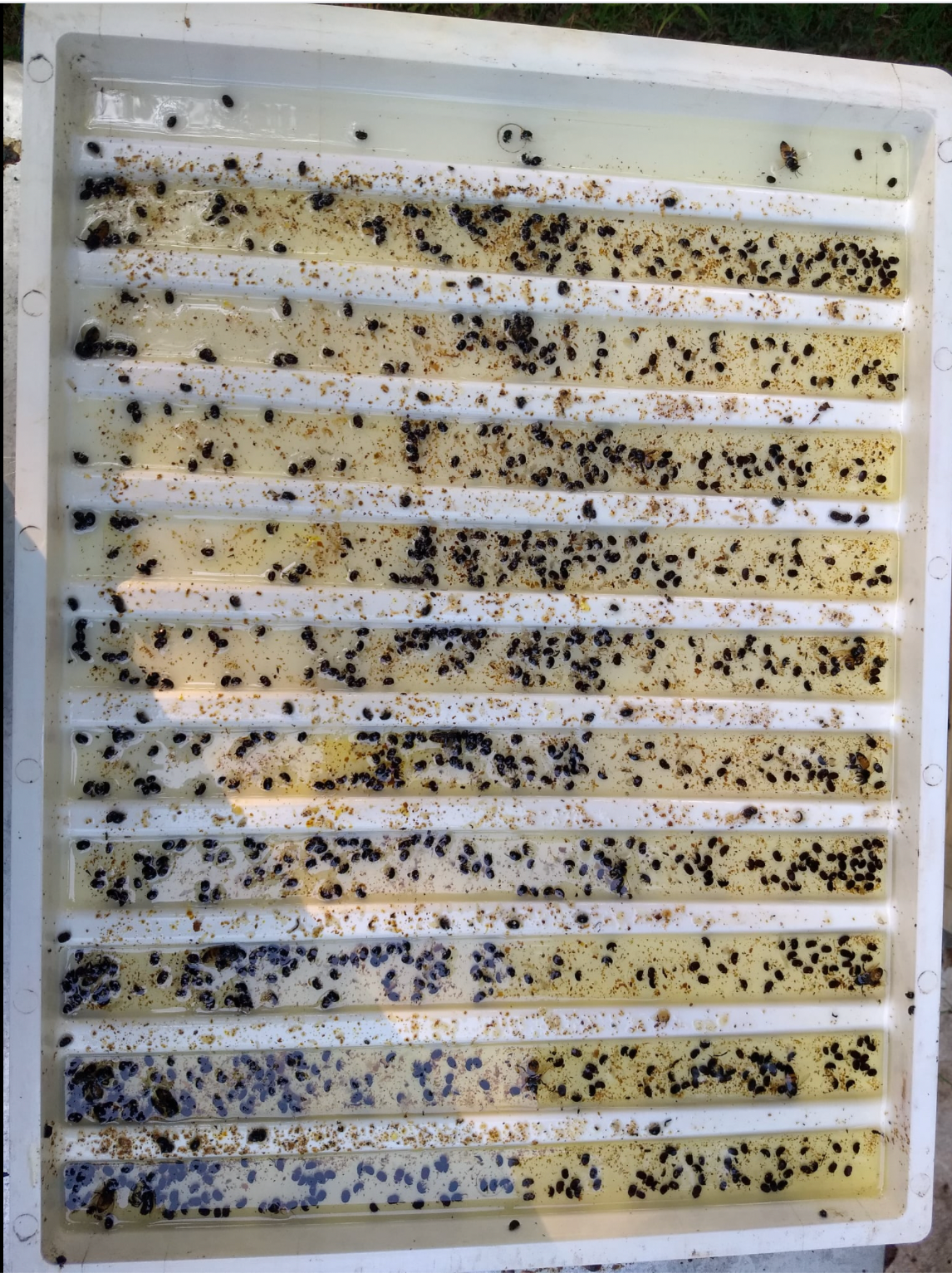 Small Hive Beetle Oil Pan Trap
