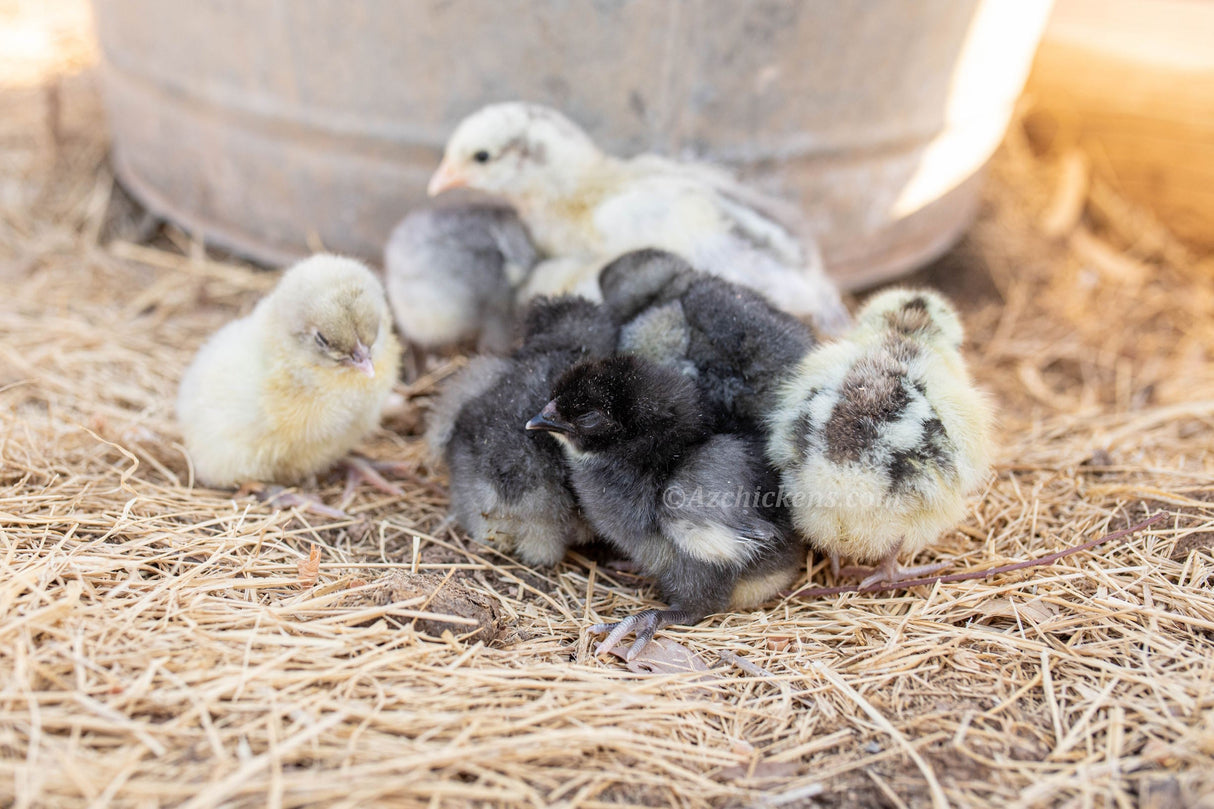 American Bresse Chicks - Assorted Colors - Buy 10 + 5 Bonus Free (Unsexed, Shipping Included)