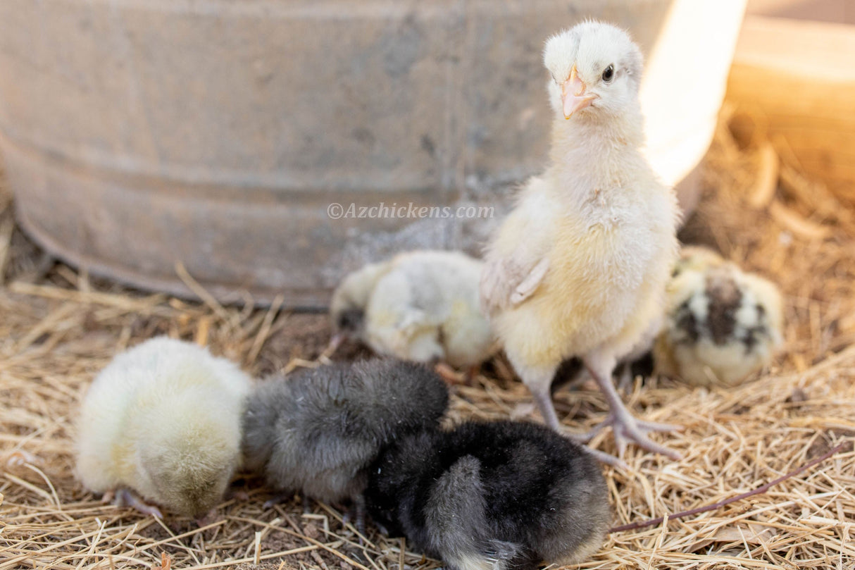 American Bresse Chicks - Assorted Colors - Buy 10 + 5 Bonus Free (Unsexed, Shipping Included)