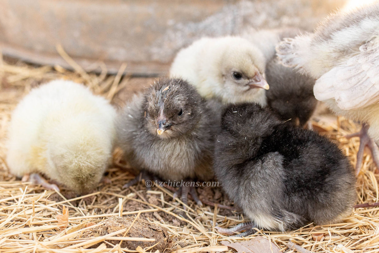 American Bresse Chicks - Assorted Colors - Buy 10 + 5 Bonus Free (Unsexed, Shipping Included)