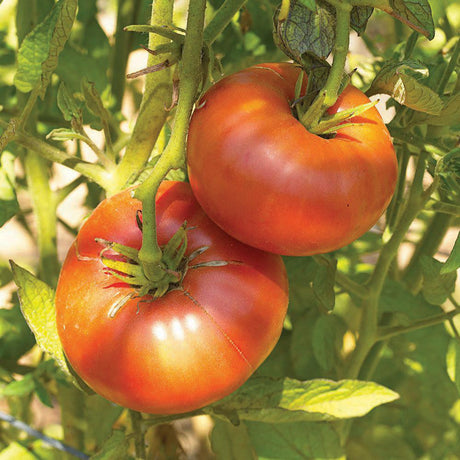 Brandywine Red Tomato