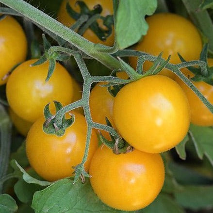 Hartman's Yellow Gooseberry Tomato