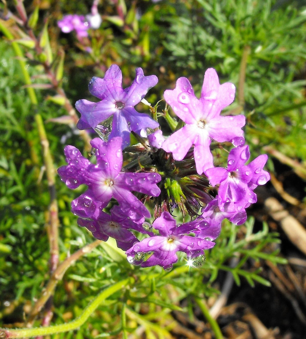500 Purple HARDY MOSS VERBENA Tenuisecta Fragrant Flower Seeds
