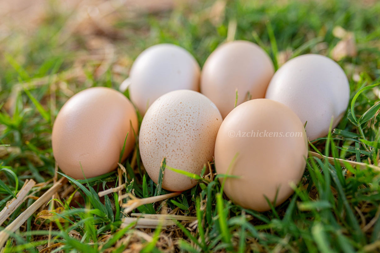 American Bresse Chicks - Assorted Colors - Buy 10 + 5 Bonus Free (Unsexed, Shipping Included)
