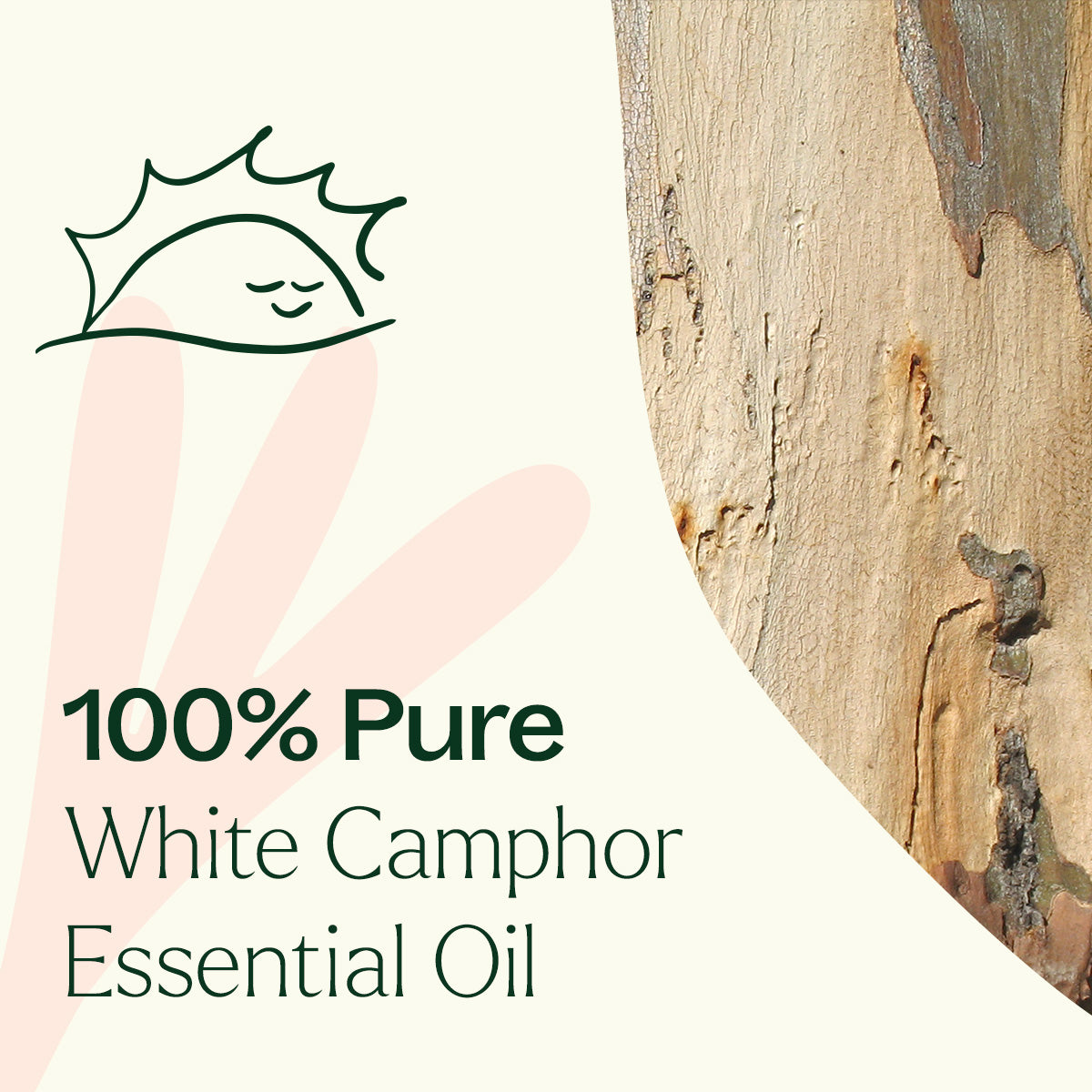 White Camphor Essential Oil