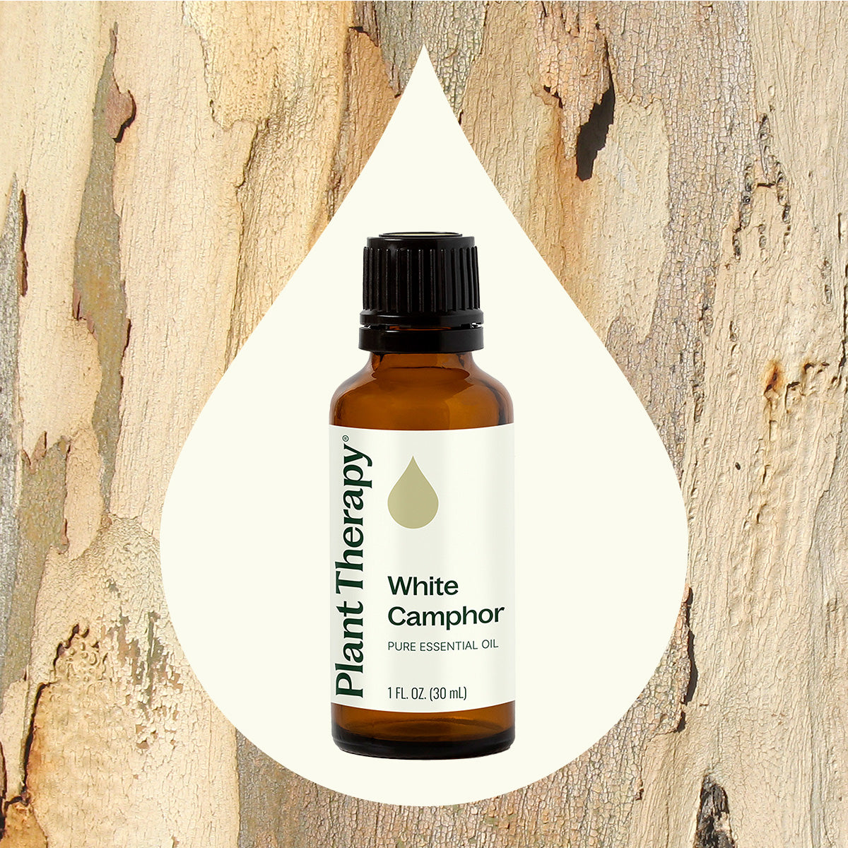 White Camphor Essential Oil