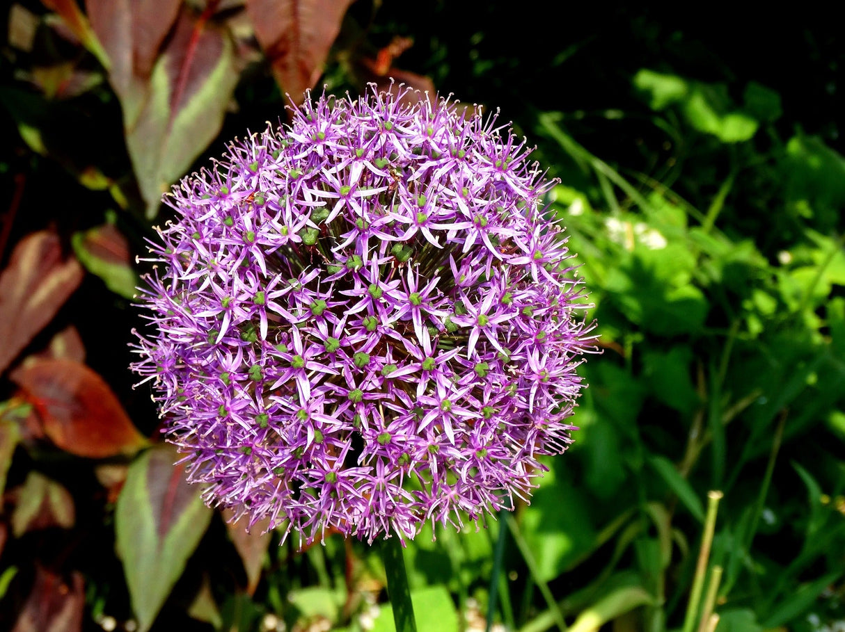 20 STAR OF PERSIA ALLIUM Christophii Silvery Amethyst Purple Flower Seeds