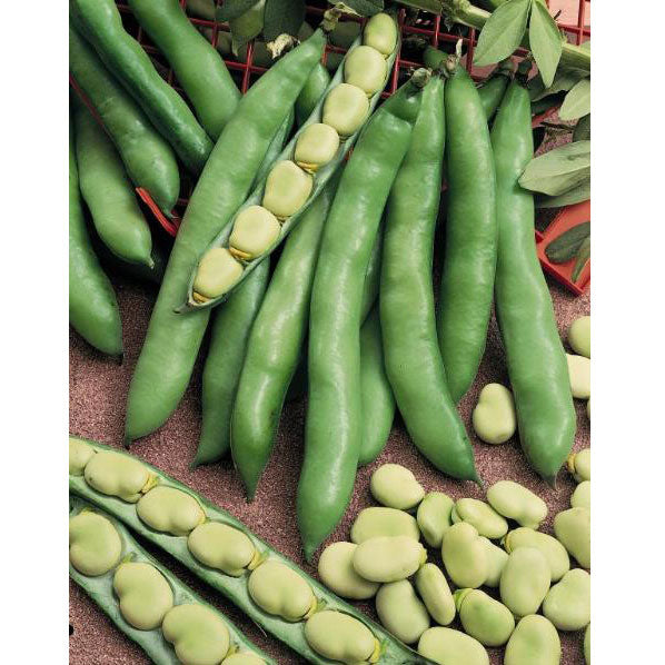 Broad Windsor Fava Bean Seeds (Organic)