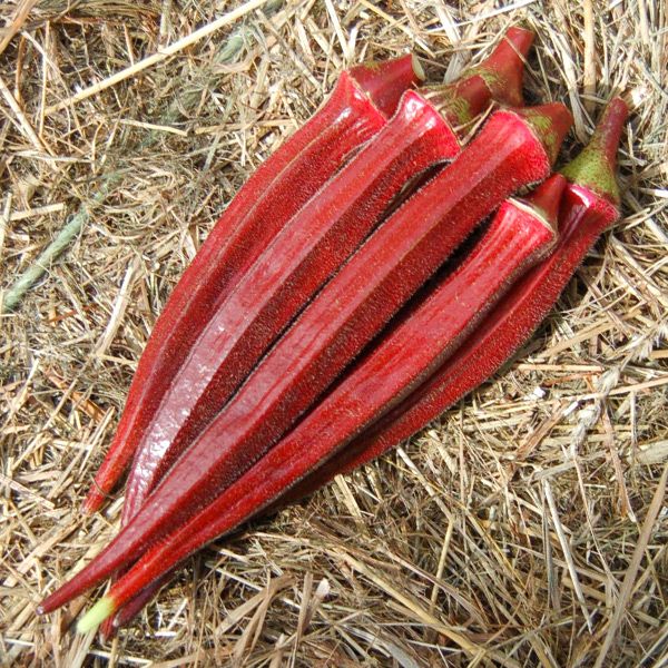 Burgundy Okra