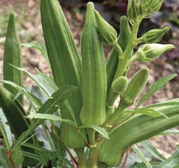 Cajun Jewel Okra