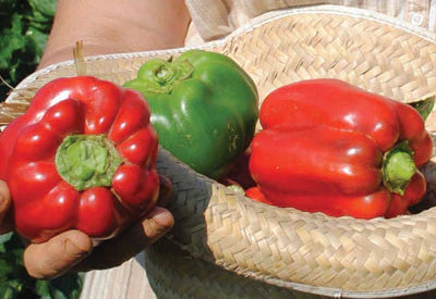 Carolina Wonder Peppers