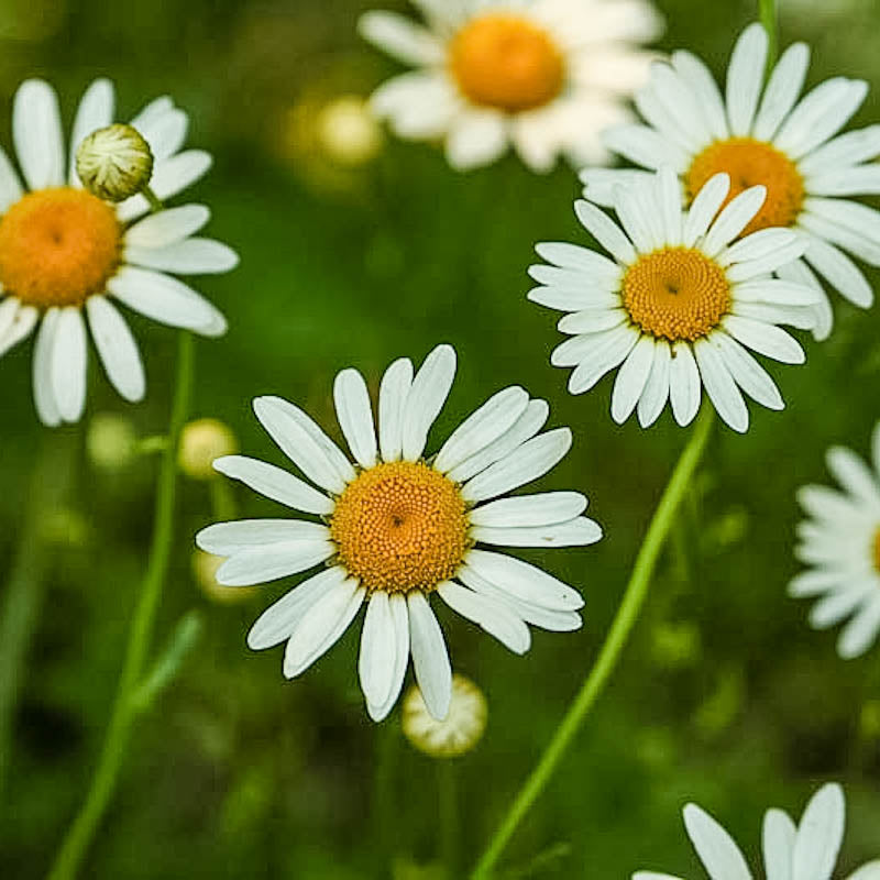 Organic Chamomile